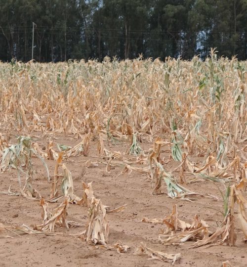 drought